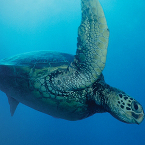turtle