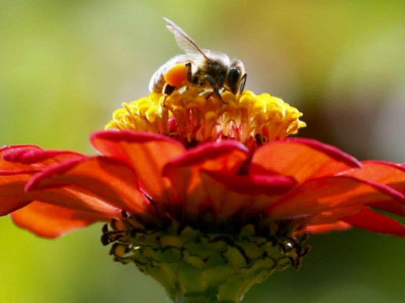 Bee