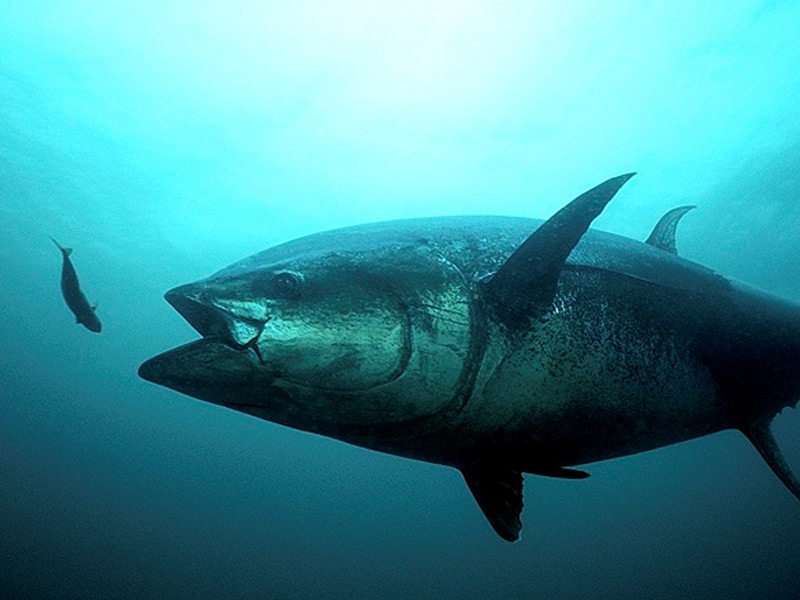 An underwater photo of a bluefin tuna with its mouth open, about to eat a smaller fish.
