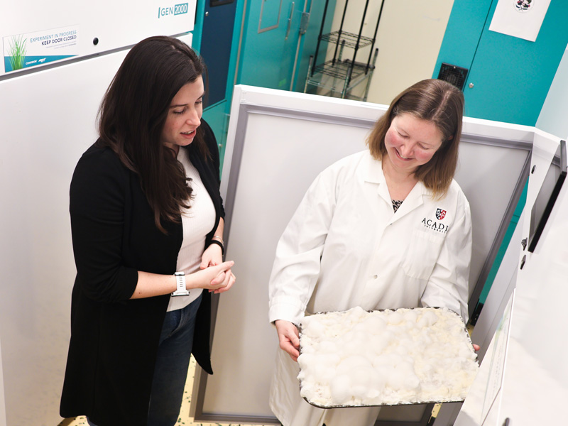 Katie McNeill and Dr. Allison Walker examine a tray of mycelium samples in an Acadia laboratory