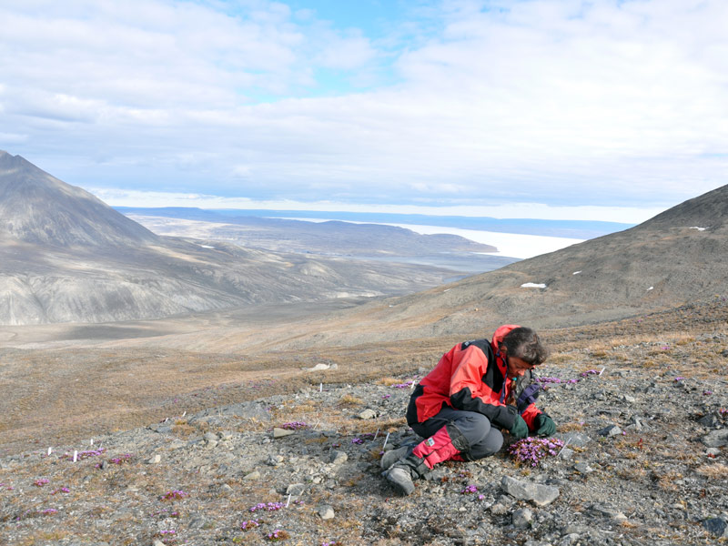 Dr. Panchen counts specimens in a rocky arctic landscape.