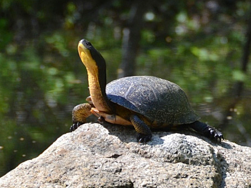 Blandings turtles