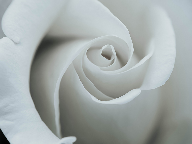 Closeup of a white rose blossom. Image courtesy Rachel Coyne via Unsplash.