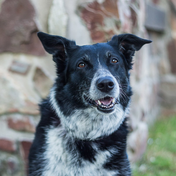 Headshot portrait of a cute black, grey, and white dog who seems to be smiling for the camera